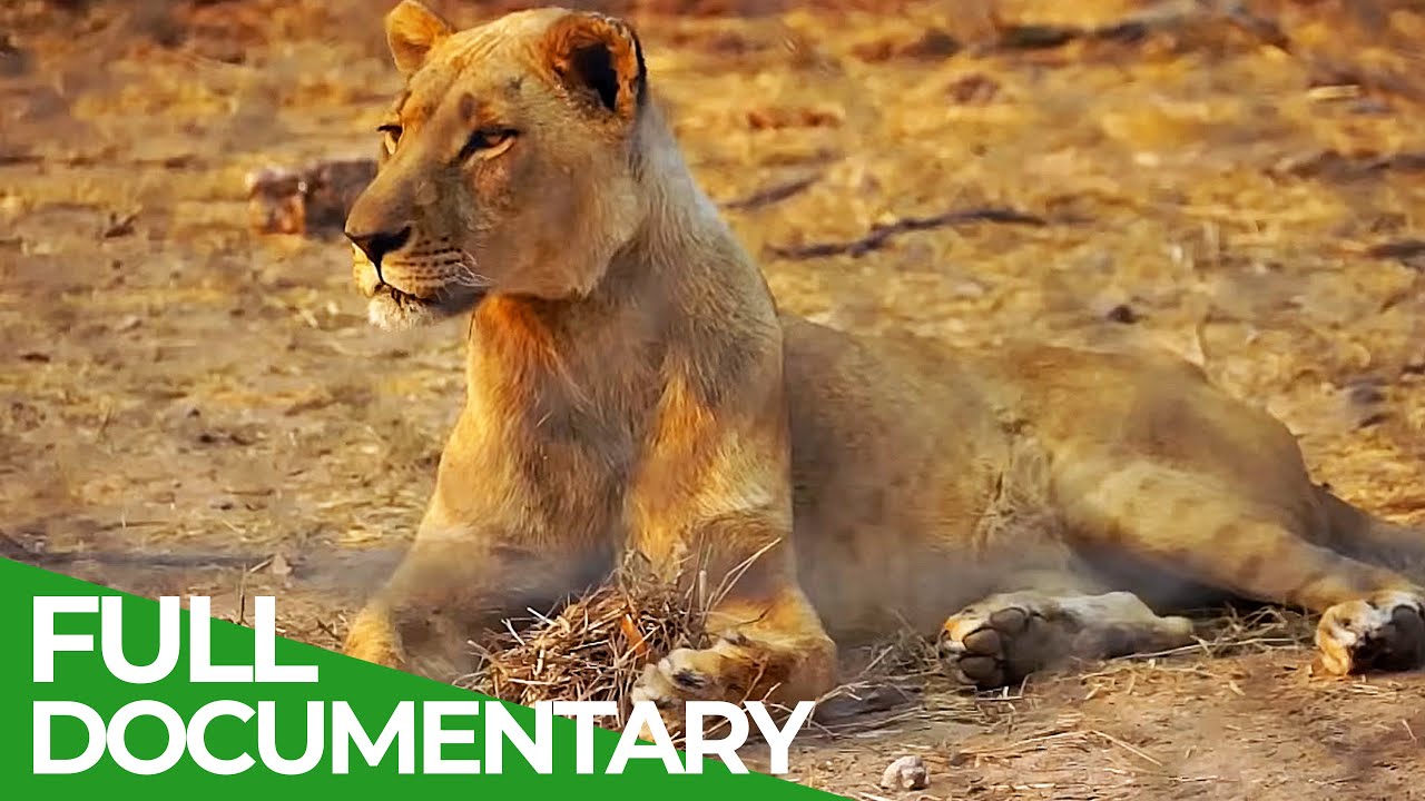 Lodging with Lions | Episode 2 | Free Documentary Nature