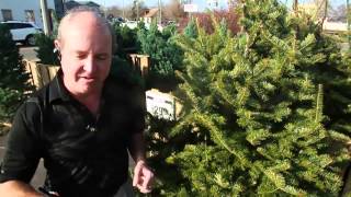 Lyle Rowden, of Home Brite Hardware in Belleville, Ill., discusses customer preferences for real vs. artificial Christmas trees.