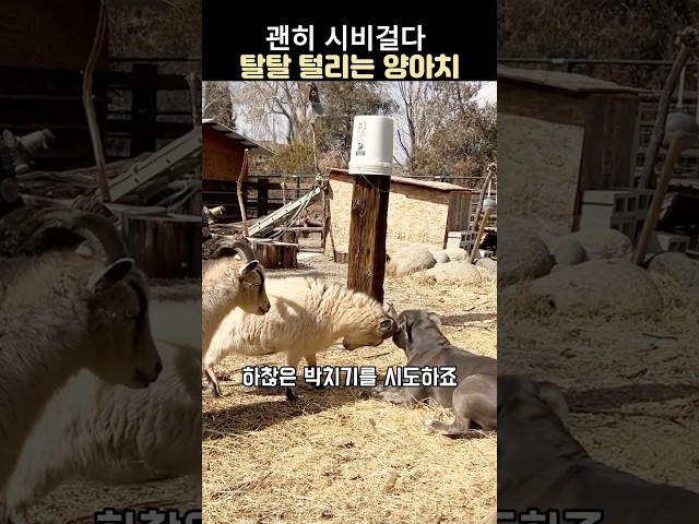 괜히 시비걸다 탈탈 털리는 양아치#양#강아지#웃긴동물#핏불 테리어
