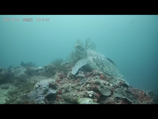 海扇是海龜抓癢的最愛 海科潮境水下攝影直擊