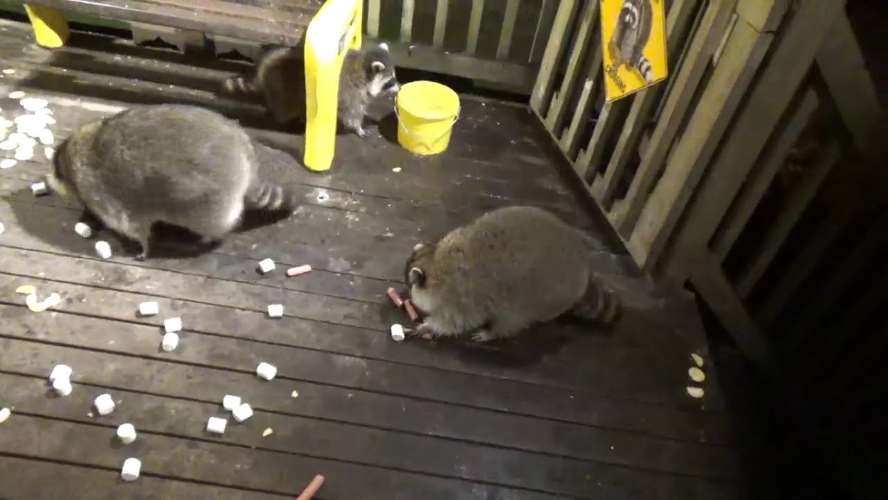 Friday night at the Diner for Raccoons