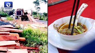 Chinese Food Festival In Kenya, Tackling Deforestation In Nigeria's South South + More | Africa 54