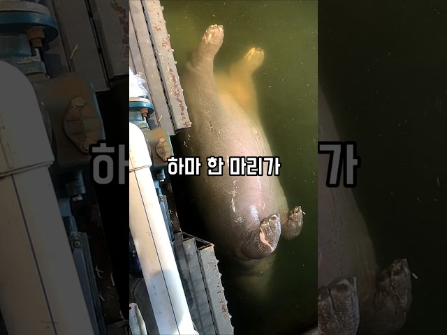 하마가 왜 이럴까요?