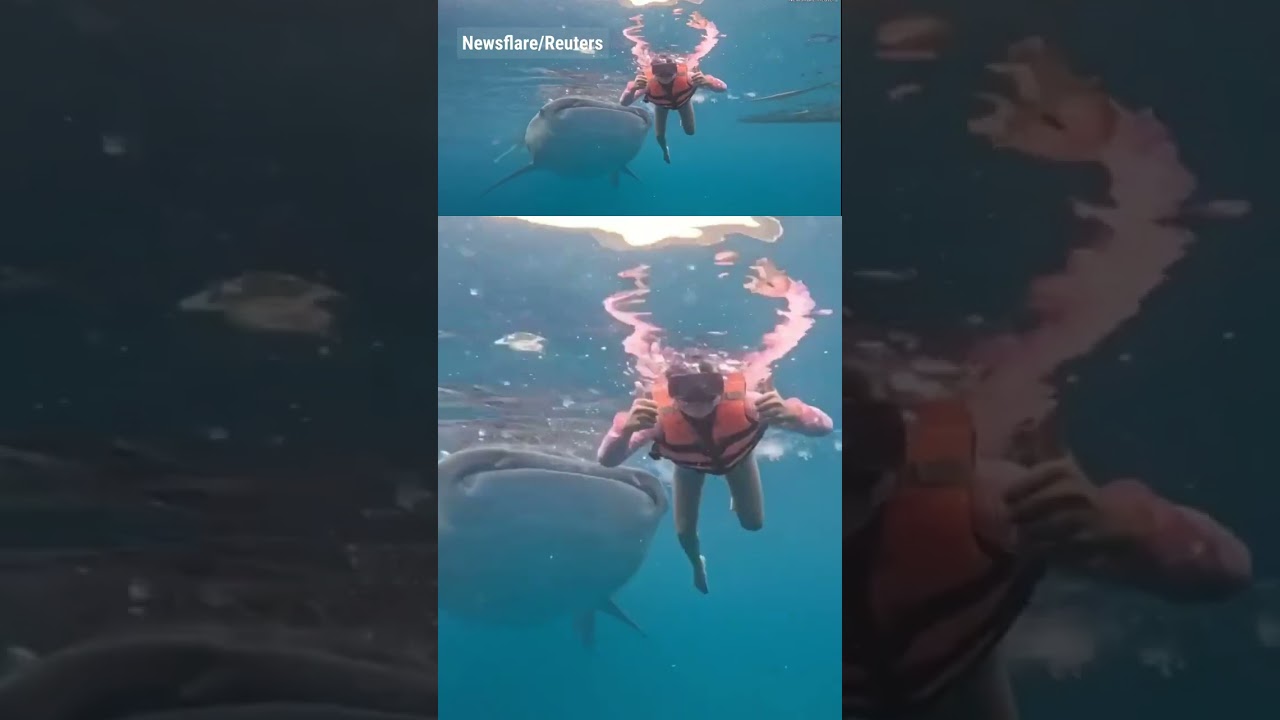 WATCH: Massive whale shark nudges swimmer in underwater footage #shorts #viral #foxnews