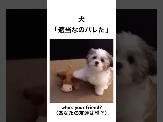 犬「適当なのバレた」