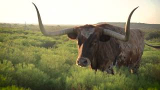 The Official State of Texas Longhorn Herd at Fort Griffin