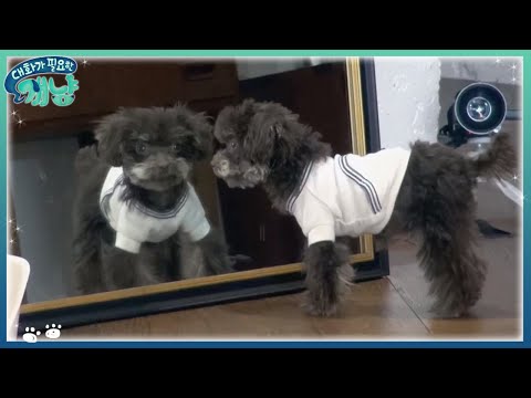 Dear My Human 자아도취? 기쁨이가 거울을 보는 이유는? 171122 EP.10