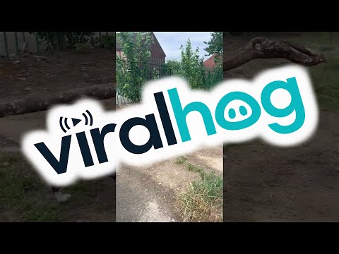 Upload mp3 to YouTube and audio cutter for Tyson the Staffy Loves Sticks || ViralHog download from Youtube