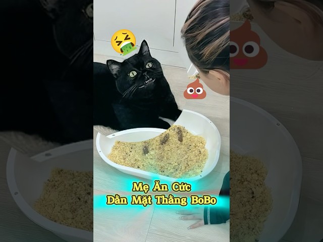 🤡Rình Lúc Sen Ăn Cơm Là Bo Bo Đi Ẻ 💩 Sen  Ăn Cức Dằn Mặt Nó #emthocreview #SenBoss #PetCatTikTok