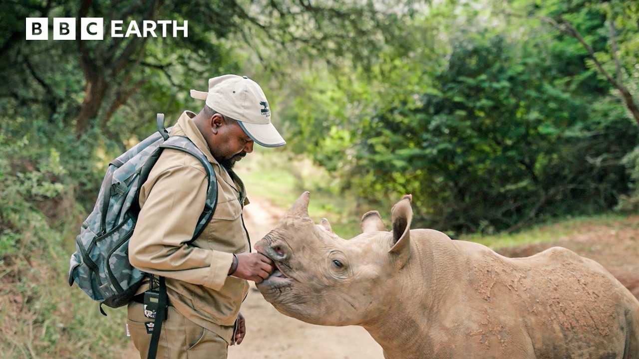 Baby Rhino And Her Guardian Share Heartwarming Bond | Guardians | BBC Earth