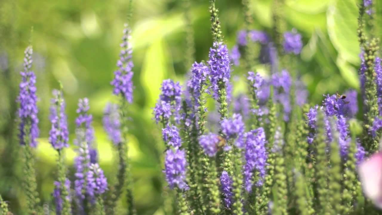 Bees Crawling on Slender Purple Flowers - Free Stock Video - YouTube