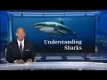 50 years after Jaws, researcher dispels myths about sharks  - 07:13 min - News - Video