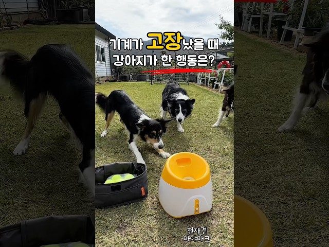 기계가 고장났을 때 똑똑한 강아지가 한 행동은?