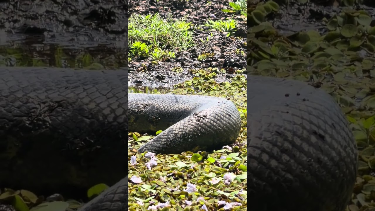 Un encuentro cara a cara con la leyenda del Amazonas y la Orinoquia
