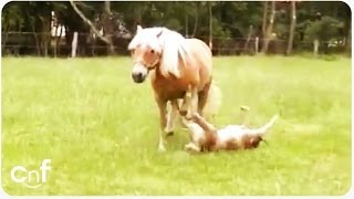 小馬跑太快失速撞上牠老母
