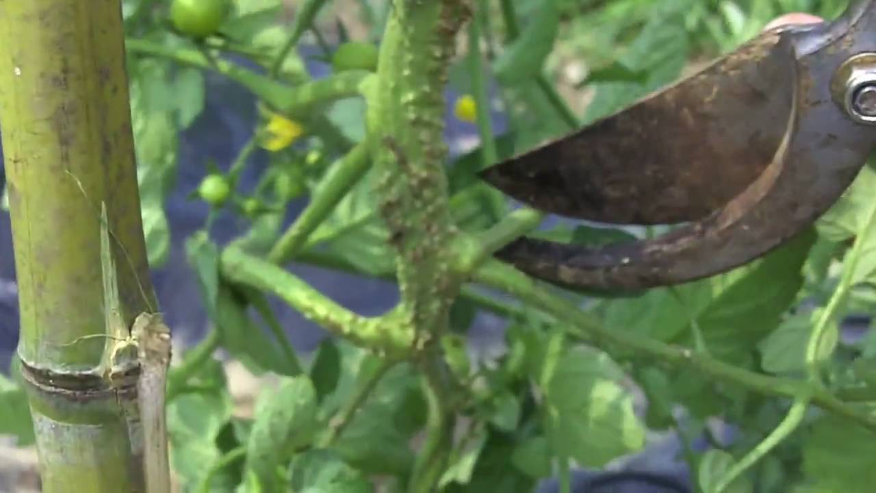 Come e quando raccogliere i pomodori | Fai da Te Mania