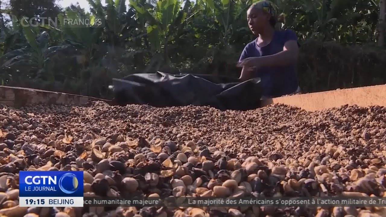 La Tanzanie, premier producteur de café de haute qualité certifié en Afrique