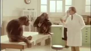 那些猴子教我們的事