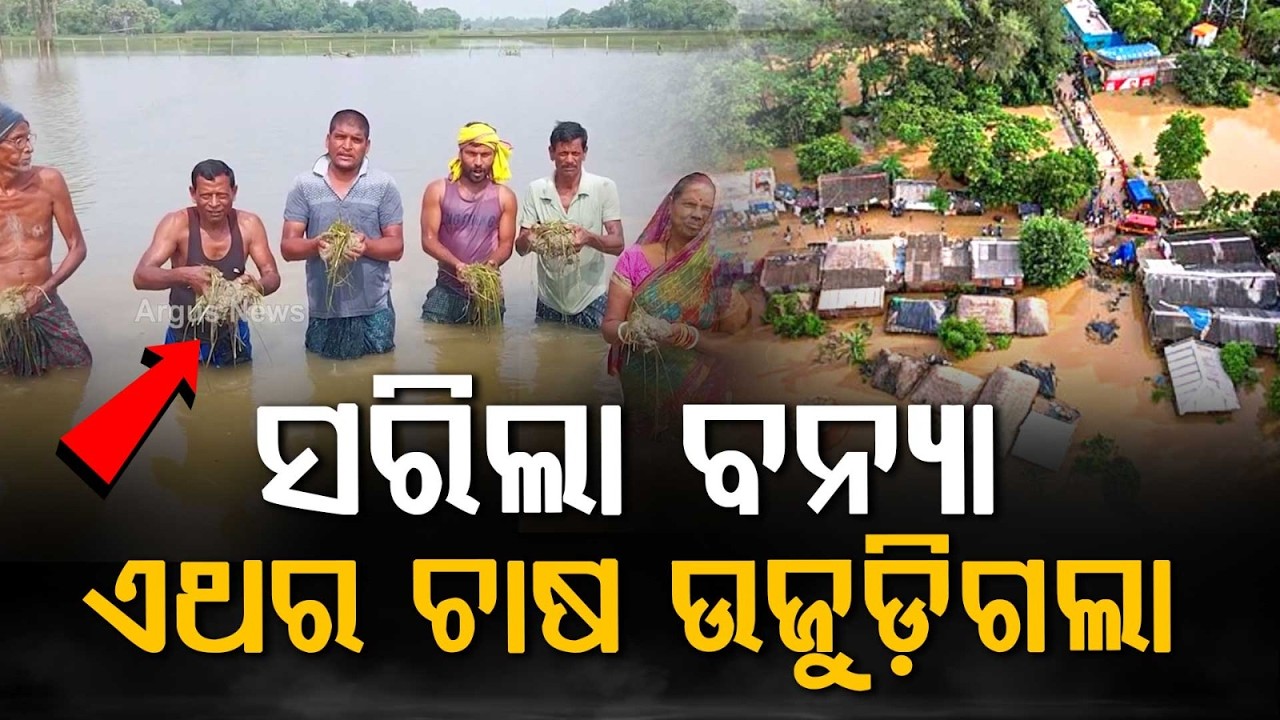 ଏଥର ଚାଷ ଉଜୁଡ଼ିଗଲା | Aftermath of Floods | Farmers Devastated as Crops Destroyed | Argus News