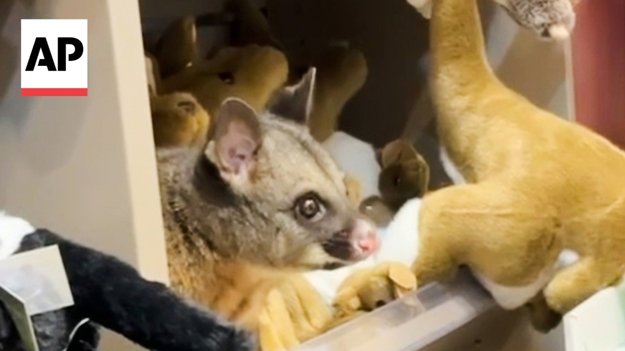 A real possum appears among plush toy animals in Australian airport gift shop