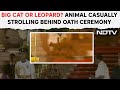Big Cat Or Leopard? Animal Casually Strolling Behind Oath Ceremony In Rashtrapati Bhawan