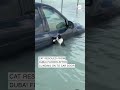 Cat rescued from Dubai floods after clinging to car door #cats #dubai #flood #weather #animalrescue  - 00:25 min - News - Video