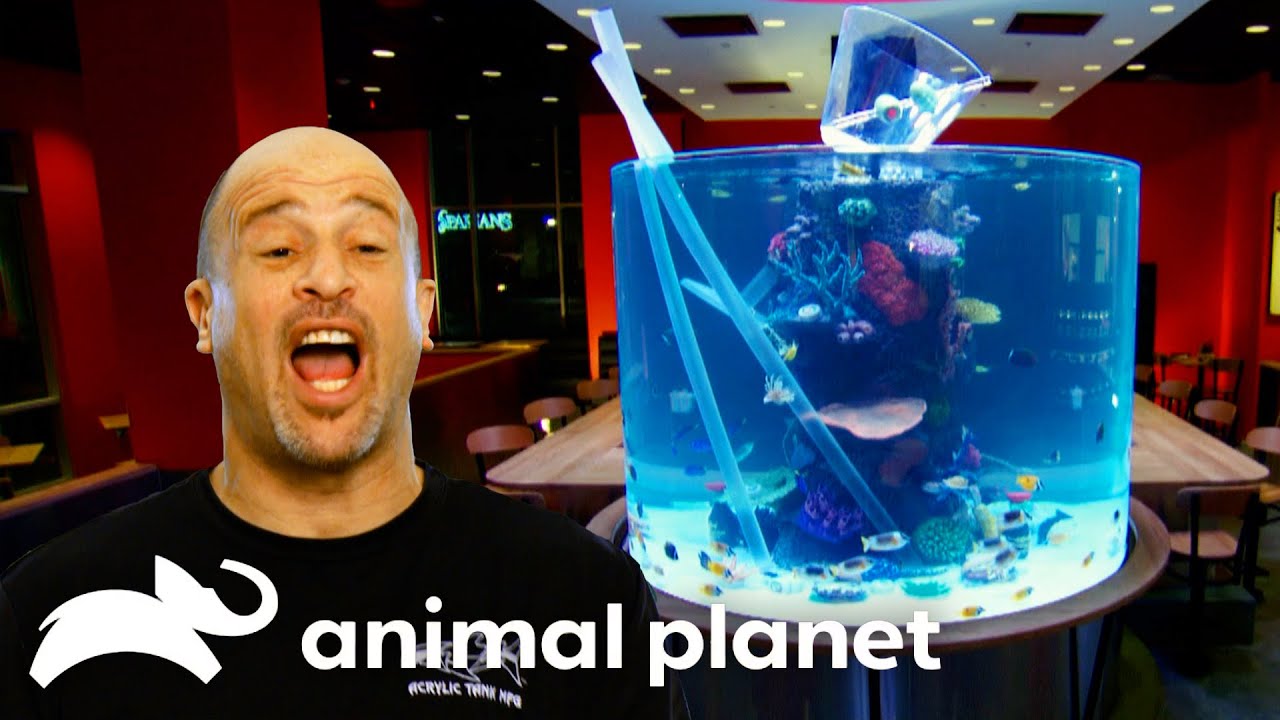 Is that A Martini Glass?! Giant Restaurant Aquarium | Tanked | Animal Planet