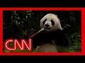 US-China tensions mean you may not be able to see a panda in the US