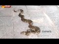 15-foot python found in Tirumala, devotees in fear