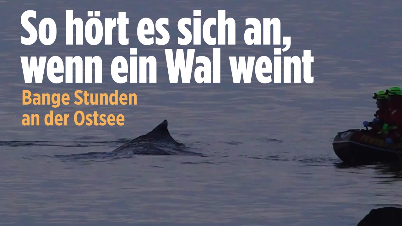 Timmendorfer Strand: Kann gestrandeter Buckelwal noch gerettet werden? Helfer geben nicht auf!