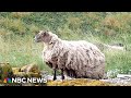 Scottish sheep rescued after being isolated for two years