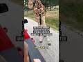 Giraffe’s nibble turns into airborne safari adventure for Texas toddler  - 00:14 min - News - Video