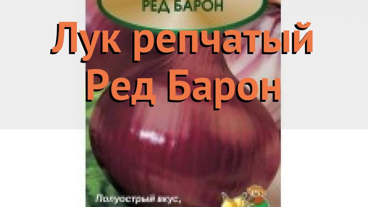 Лук ред барон схема посадки