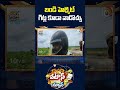 బండి హెల్మెట్ గిట్ల కూడా వాడొచ్చు #patasnews #patasmanjula #10tvnews #10tvshorts #pesticides