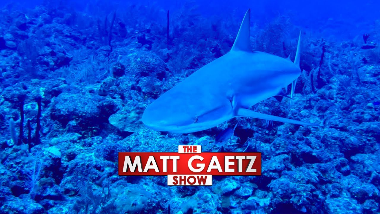 Are Drug Cartels Exploiting the Shark Fin Trade?