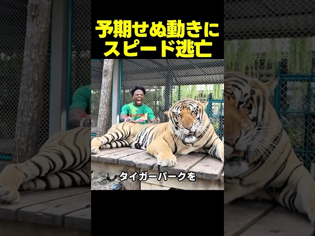 スピード、タイガーパークで大ピンチ！？予期せぬハプニングが！？