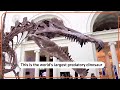 Worlds largest predatory dinosaur debuts in Chicago  - 01:02 min - News - Video