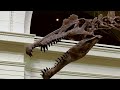 Worlds largest predatory dinosaur debuts in Chicago