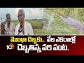 మొంథా దెబ్బకు..  వేల ఎకరాల్లో దెబ్బతిన్న వరి పంట | Cyclone Montha Destroys Paddy in Srikakulam |10tv