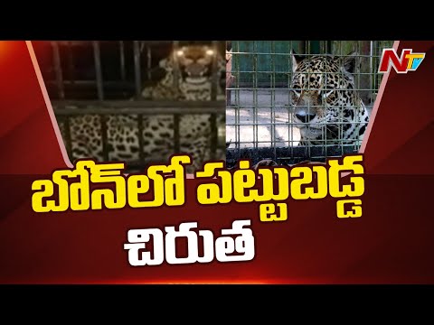 Medak: Leopard trapped in cage Medak: Leopard trapped in cage