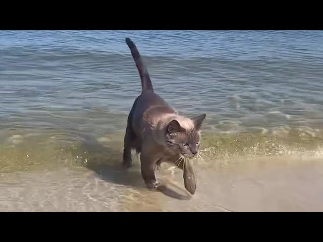 LES CHATS ET L'EAU 2