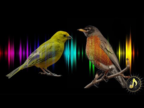 Upload mp3 to YouTube and audio cutter for Bird Singing Sound Effect  Free Sound Effects download from Youtube