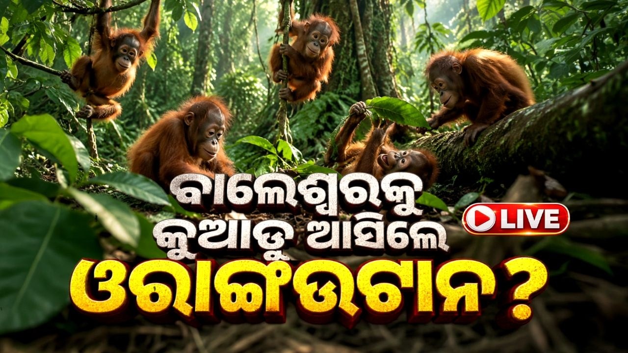 🔴Live | ବାଲେଶ୍ୱରକୁ କୁଆଡୁ ଆସିଲେ ଓରାଙ୍ଗଉଟାନ୍ ? | Orangutan Smuggling | Wildlife Racket | Balasore