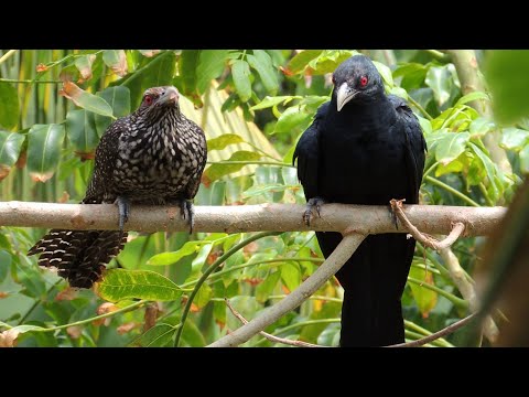 Upload mp3 to YouTube and audio cutter for Asian Female Koel VS Male Koel, Sounds  Of Koel (HD) download from Youtube