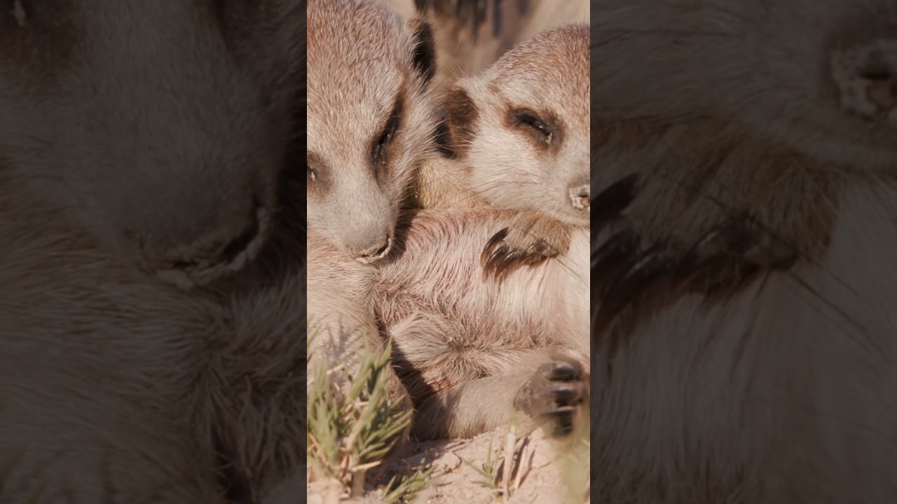 The 13 Animals With The Most Extreme Sleep Behaviours #Sleep #Animals #Nature #Shorts