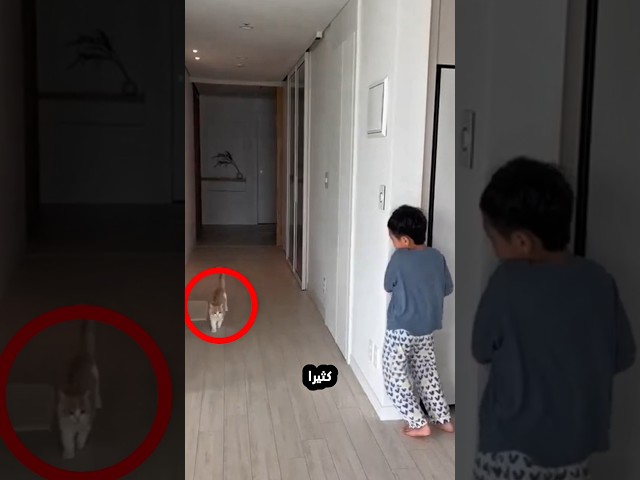 القطة غاضبة من صديقها الصغير!⭕😮