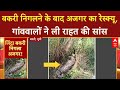 Python Rescue: Basti में बकरी निगलने के बाद अजगर का रेस्क्यू, ट्रक से जंगल छोड़ा