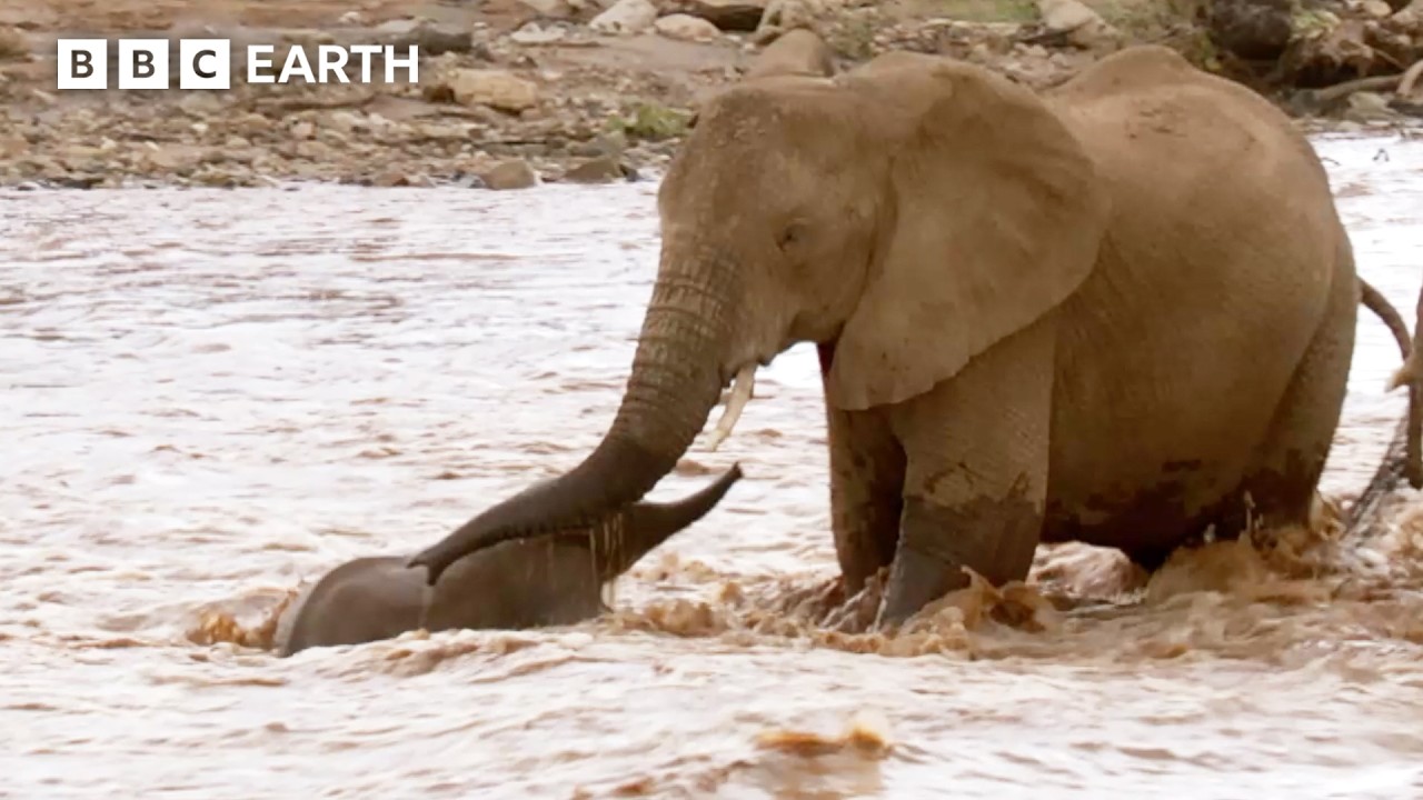 Deadly Error In Judgement from Young Elephant Leader | BBC Earth