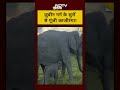 Zubeen Garg के गाने से प्रेरित नाम, काजीरंगा में आया नया मेहमान Mayabini | #shorts | #mayabini  - 00:38 min - News - Video