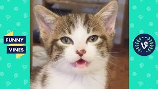 TRY NOT TO LAUGH CHALLENGE - Funny and Cute Animal Videos ...